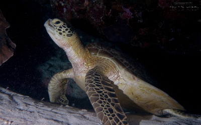 Philippines 2023 - Tubbataha - DSC07401 Green turtle Tortue verte Chelonia mydas